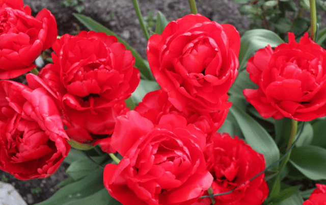 Tulip Miranda: photo and description, planting and care, reviews