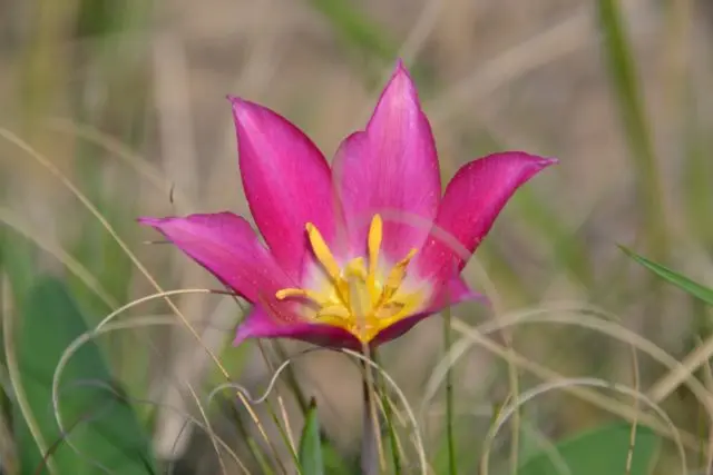 Tulip Schrenk from the Red Book: photo and description, where it grows