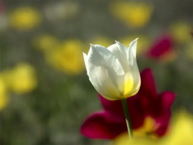 Tulip Schrenk from the Red Book: photo and description, where it grows