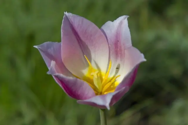 Tulip Schrenk from the Red Book: photo and description, where it grows