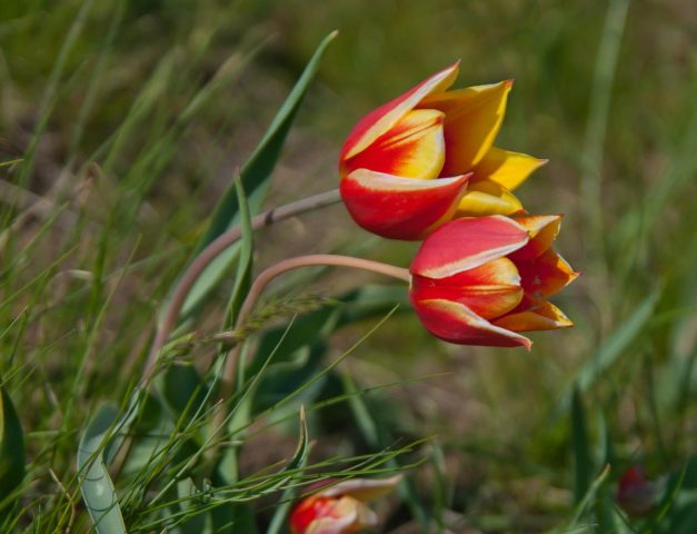 Tulip Schrenk from the Red Book: photo and description, where it grows