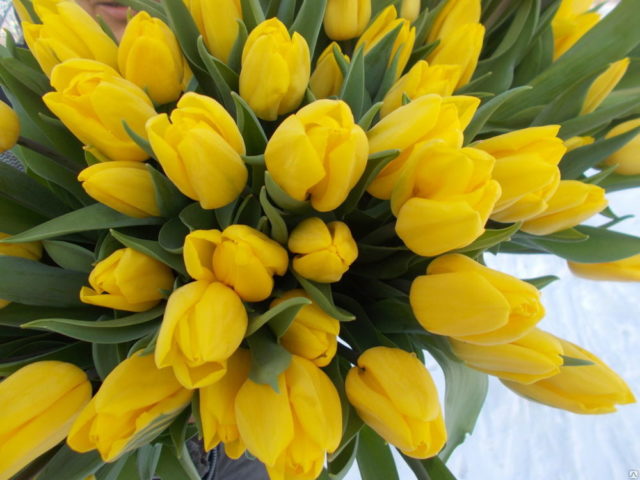 Tulip Strong Gold: photo, description, planting and care