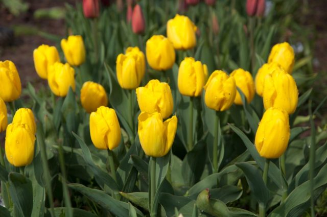 Tulip Strong Gold: photo, description, planting and care