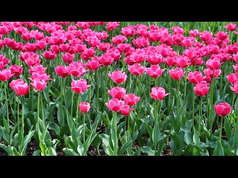 Tulip Strong Gold: photo, description, planting and care