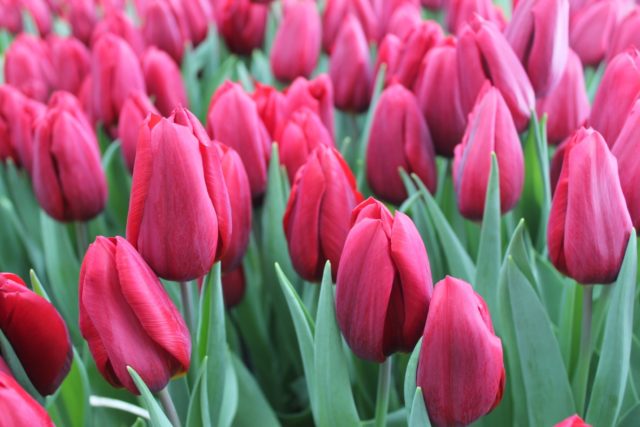 Tulip Strong Love: photo, description, planting and care