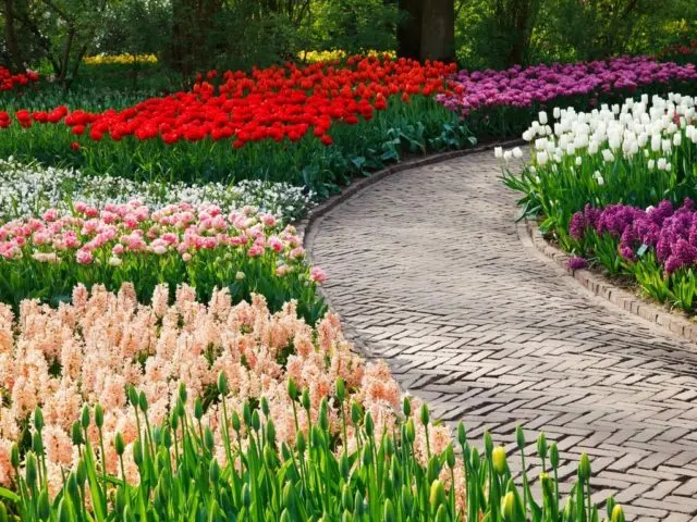 Tulip Strong Love: photo, description, planting and care