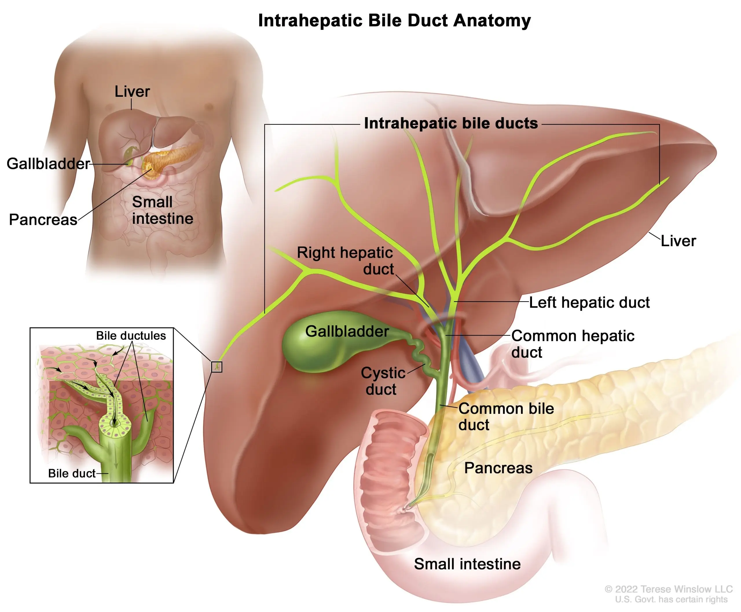 Tumors of the bile ducts