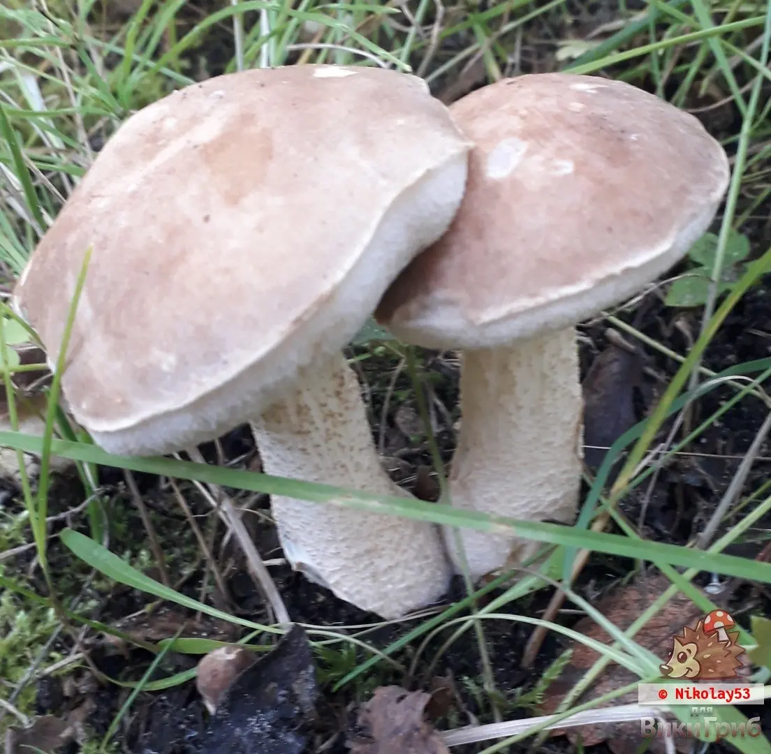 Tundra boletus (Leccinum rotundifoliae) photo and description