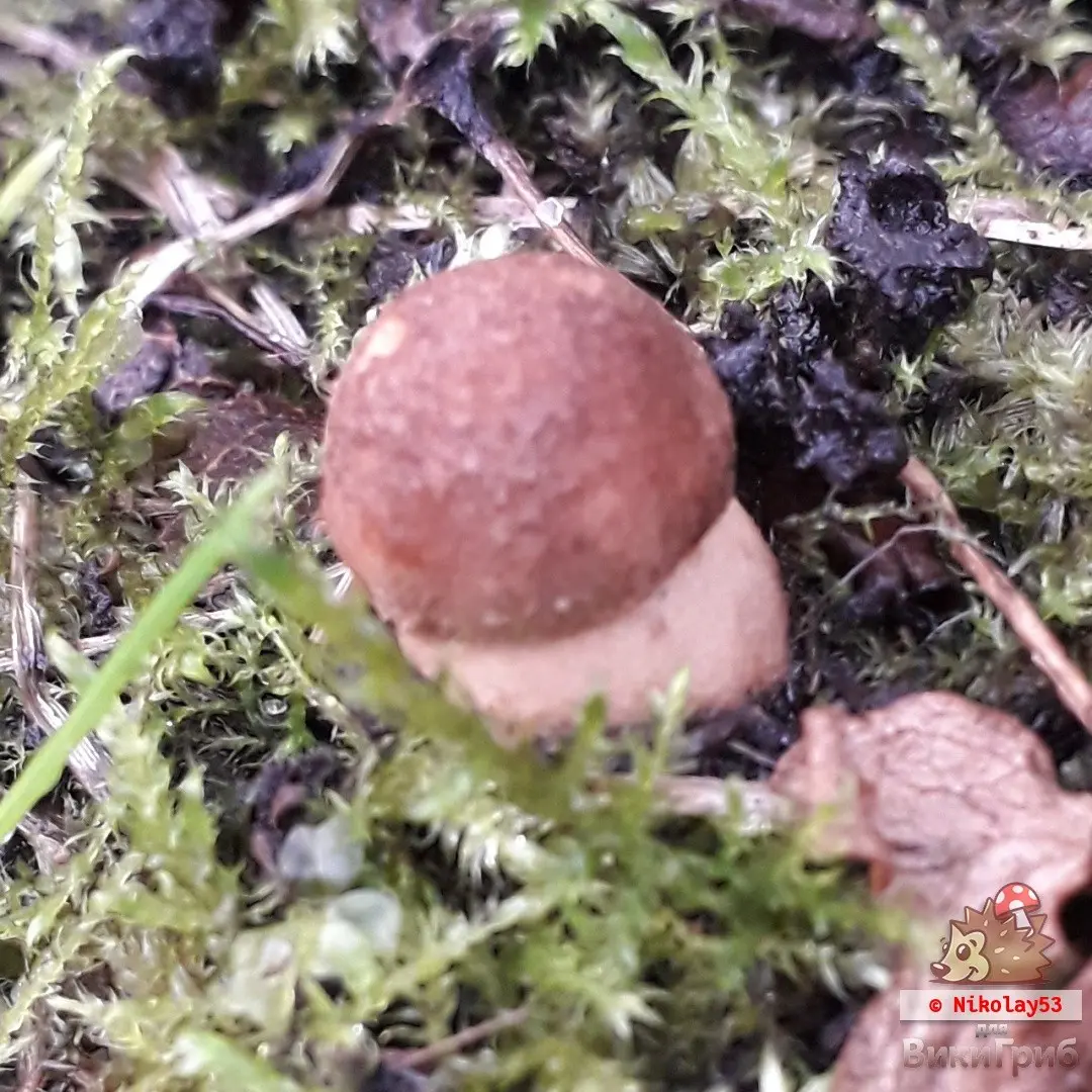 Tundra boletus (Leccinum rotundifoliae) photo and description