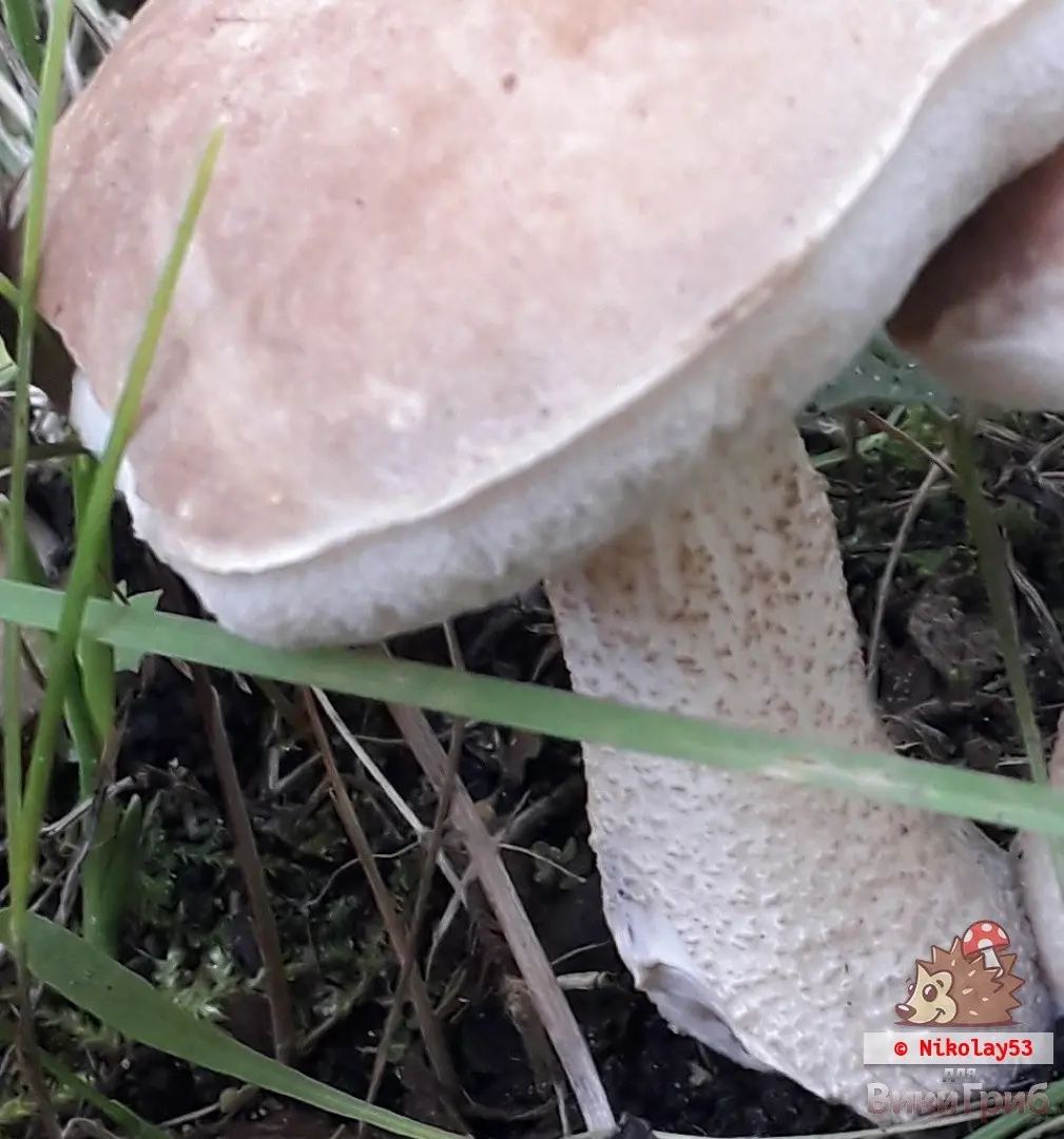 Tundra boletus (Leccinum rotundifoliae) photo and description