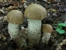 Tundra boletus (Leccinum rotundifoliae) photo and description