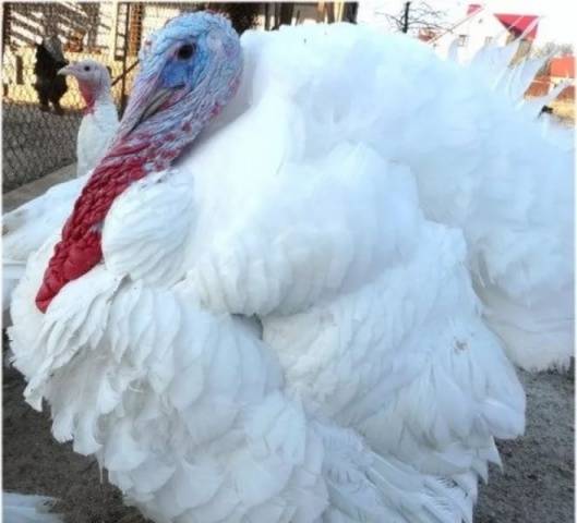 Turkey breed Hybrid Converter: description and characteristics