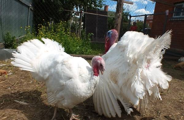 Turkey breed Hybrid Converter: description and characteristics