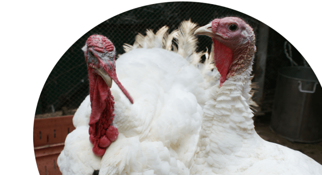 Turkey Grade Maker: maintenance and care