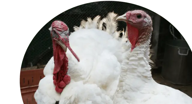 Turkey Grade Maker: maintenance and care