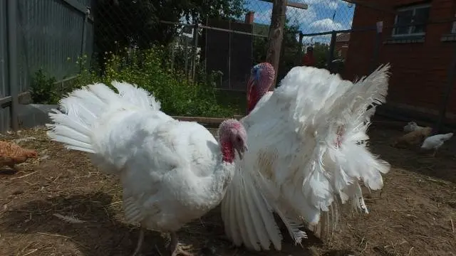 Turkey Grade Maker: maintenance and care