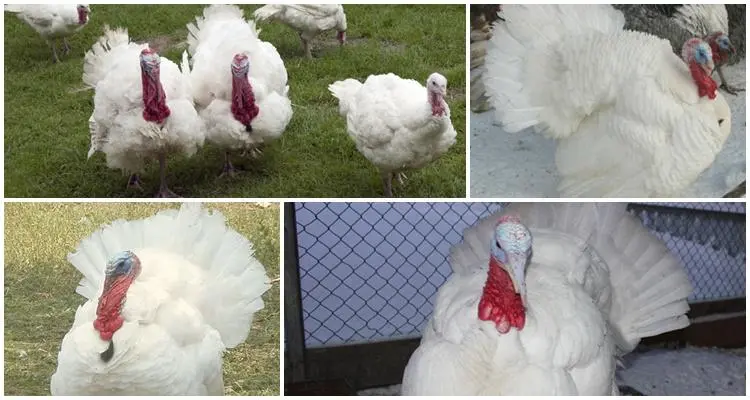 Turkey Grade Maker: maintenance and care