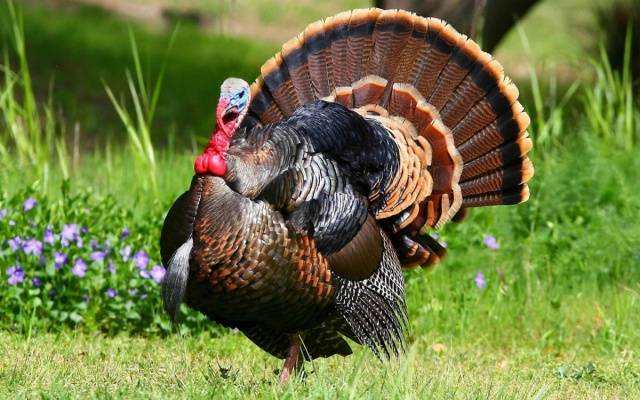 Turkeys as a business: a plan of action