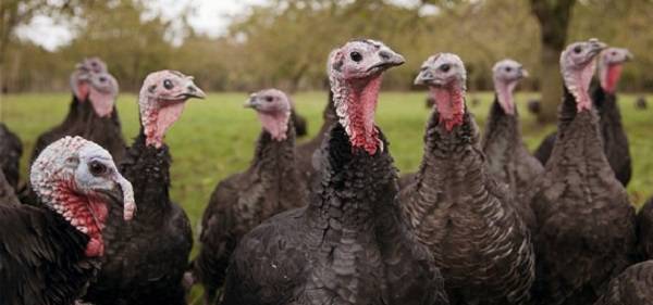 Turkeys as a business: a plan of action