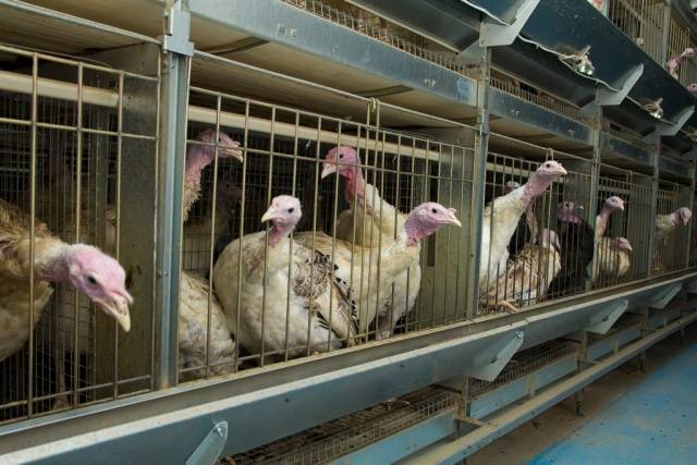 Turkeys as a business: a plan of action