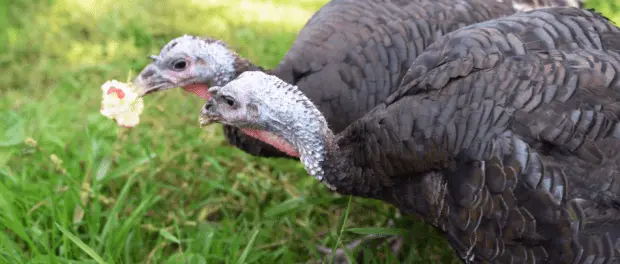 Turkeys as a business: a plan of action