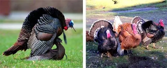 Turkeys as a business: a plan of action