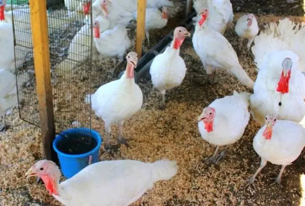 Turkeys as a business: a plan of action