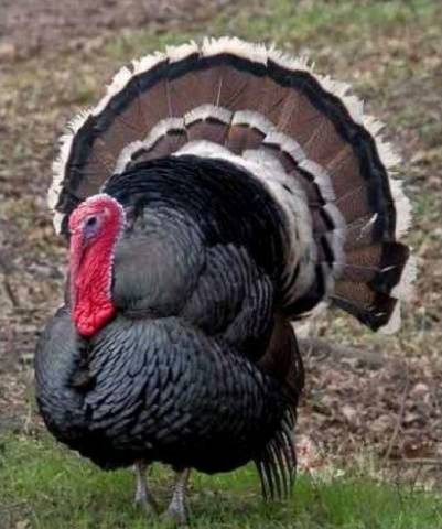 Turkeys bronze 708