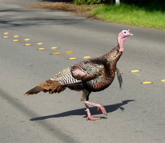 Turkeys fall to their feet: how to treat