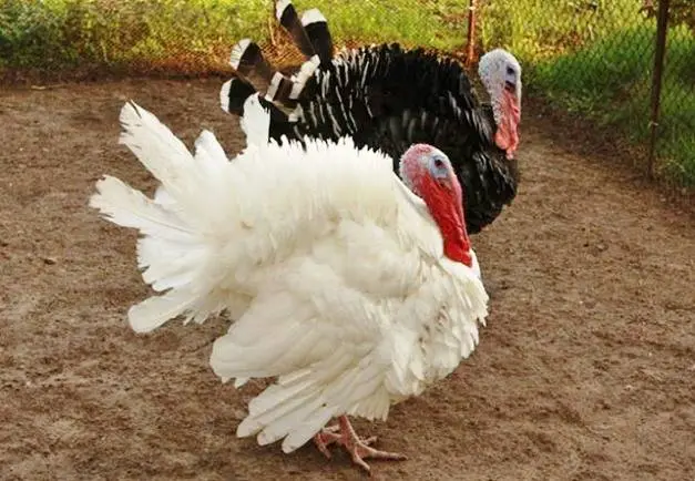 Turkeys fall to their feet: how to treat