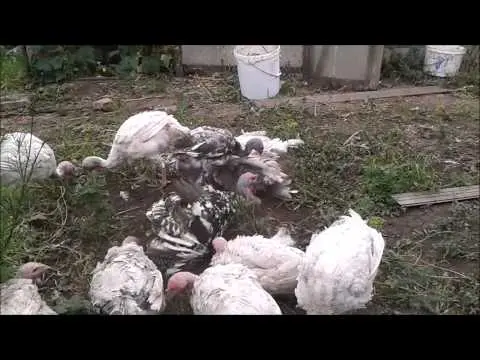 Turkeys fall to their feet: how to treat