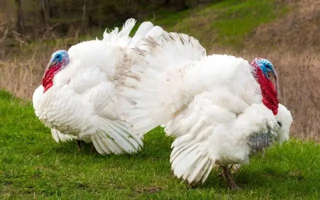 Turkeys fall to their feet: how to treat