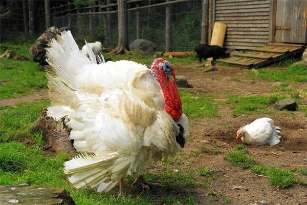 Turkeys fall to their feet: how to treat