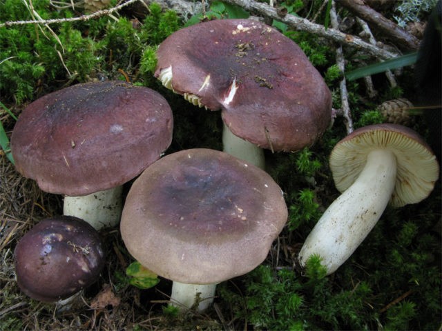 Turkish russula: mushroom description, photo