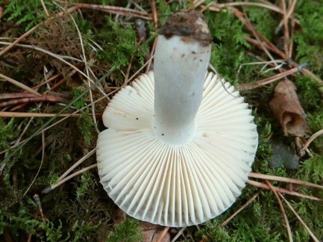 Turkish russula: mushroom description, photo