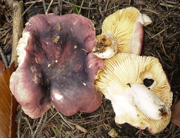 Turkish russula: mushroom description, photo