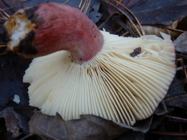 Turkish russula: mushroom description, photo