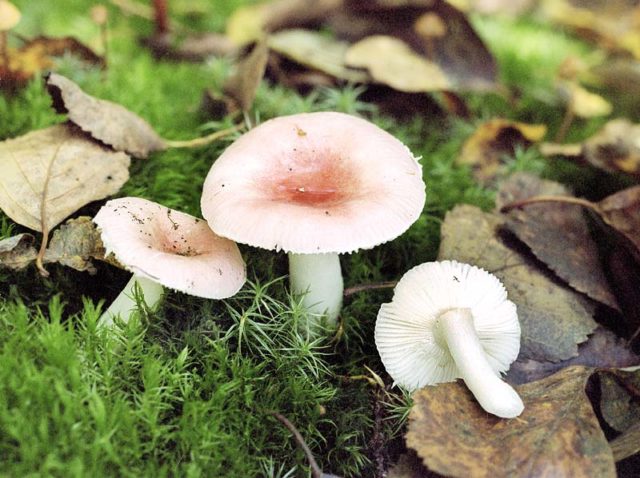 Turkish russula: mushroom description, photo