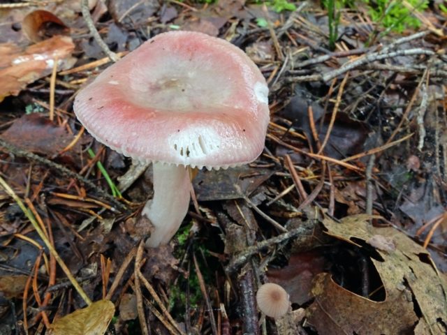 Turkish russula: mushroom description, photo