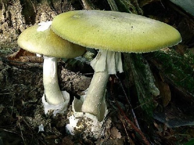 Turkish russula: mushroom description, photo