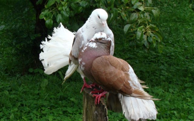 Turkish takla pigeons: video, varieties, breeding