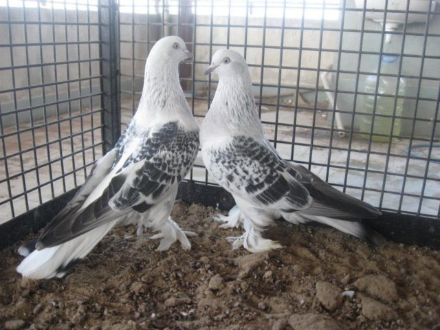 Turkish takla pigeons: video, varieties, breeding