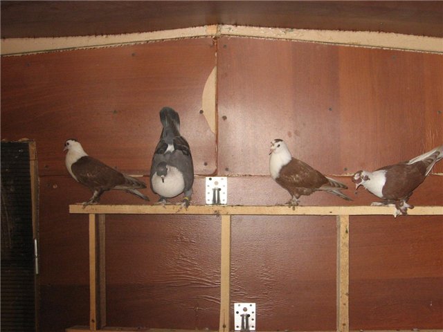 Turkish takla pigeons: video, varieties, breeding