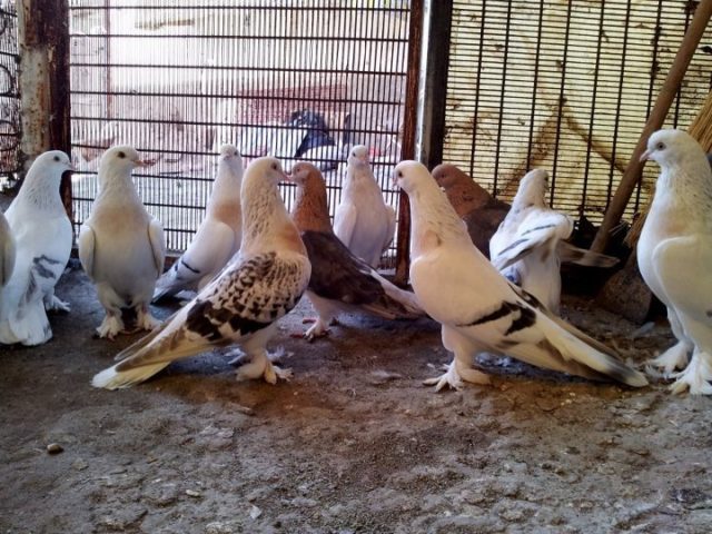 Turkish takla pigeons: video, varieties, breeding