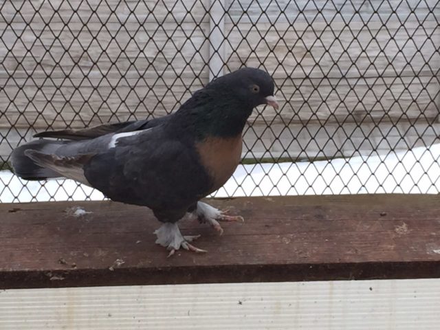 Turkish takla pigeons: video, varieties, breeding