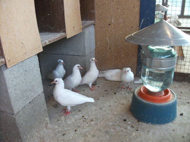 Turkish takla pigeons: video, varieties, breeding