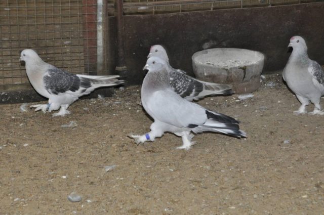 Turkish takla pigeons: video, varieties, breeding