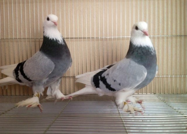 Turkish takla pigeons: video, varieties, breeding