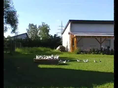 Turkish takla pigeons: video, varieties, breeding