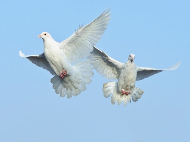 Turkish takla pigeons: video, varieties, breeding